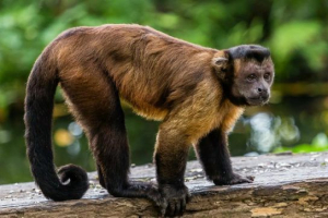 Favi (мавпа) Favi (мавпа)